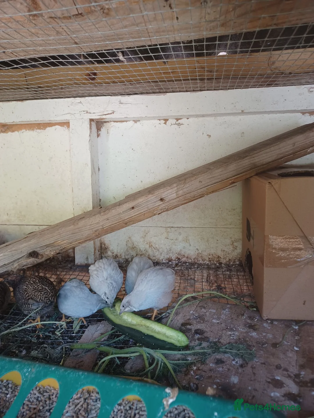 Mixed Breed birds for sale: CPQ quails for sale  in London - Advert 2