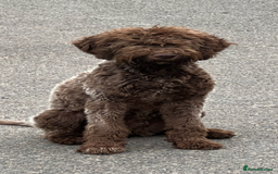Lagotto Romagnolo dogs for sale: Quality lagotto pups - Image 10