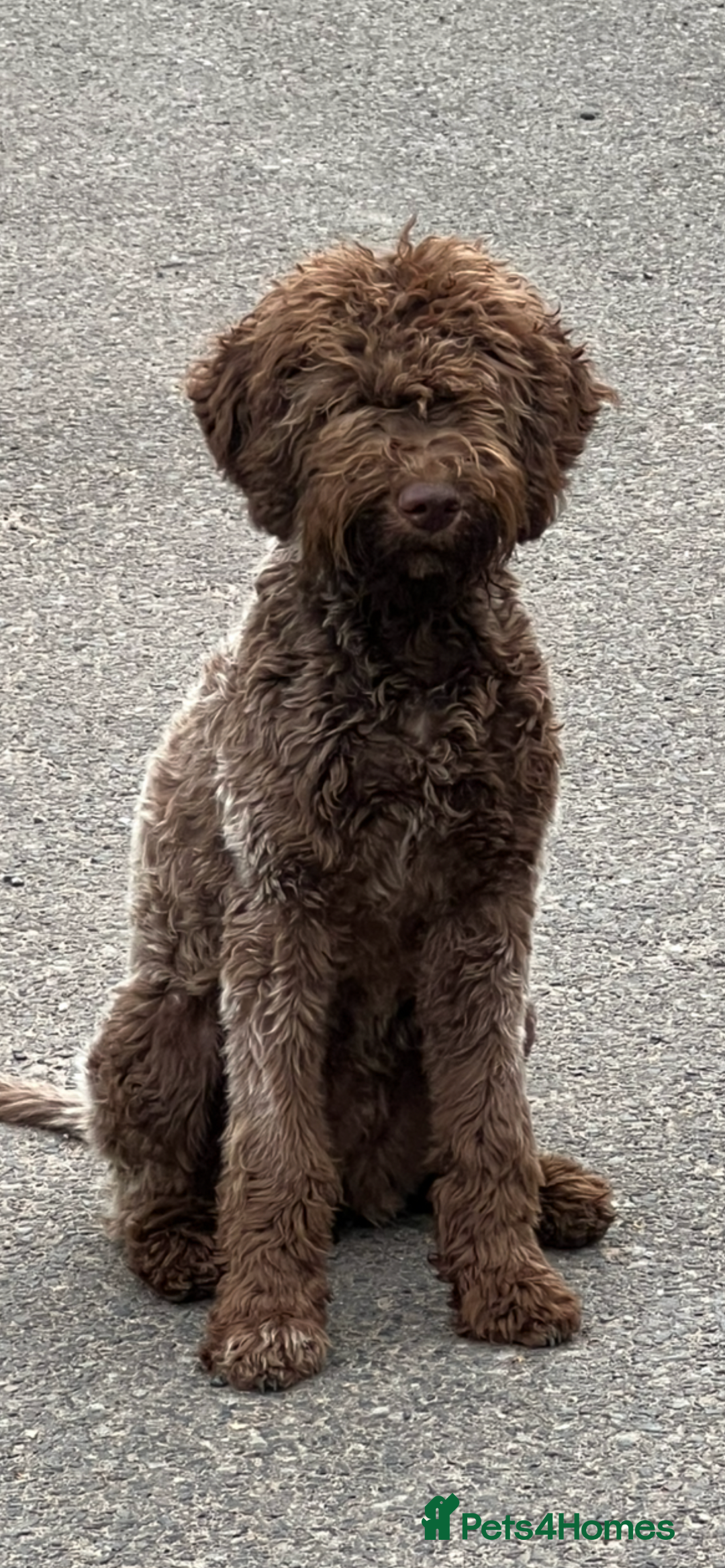 Lagotto Romagnolo dogs for sale: Quality lagotto pups - Image 10