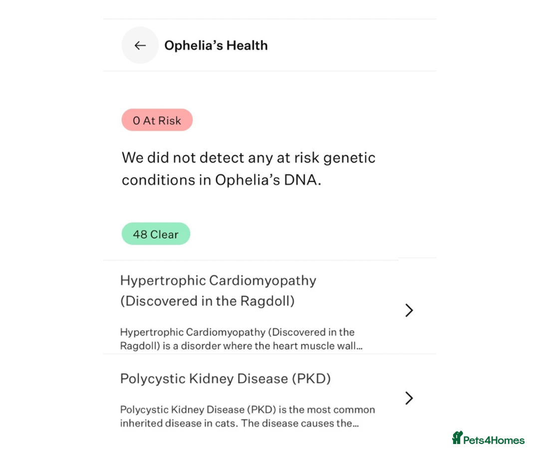 Ragdoll cats for sale: Blue colourpoint female can drop off to Edinburgh  - Advert 7