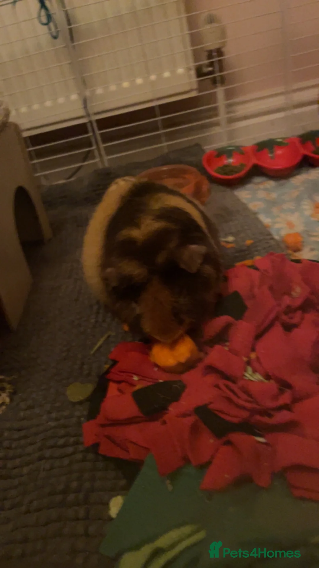 Guinea Pig rodents for sale: Single male guinea pig for sale  in Frome - Advert 2