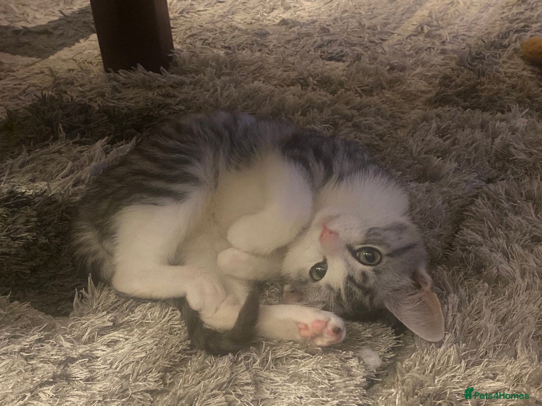 American Shorthair cats for sale: Sushy loving kitten looking for permanent home - Advert 6