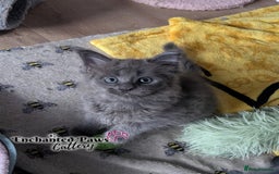 Maine Coon cats for sale: Ready now! 1 boy TICA Registered  - Image 18