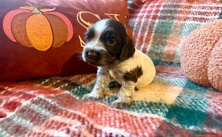 Cocker Spaniel dogs - Advert 1