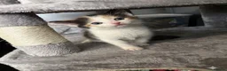 Mixed Breed cats for sale: Cute Kittens for sale - Advert 4