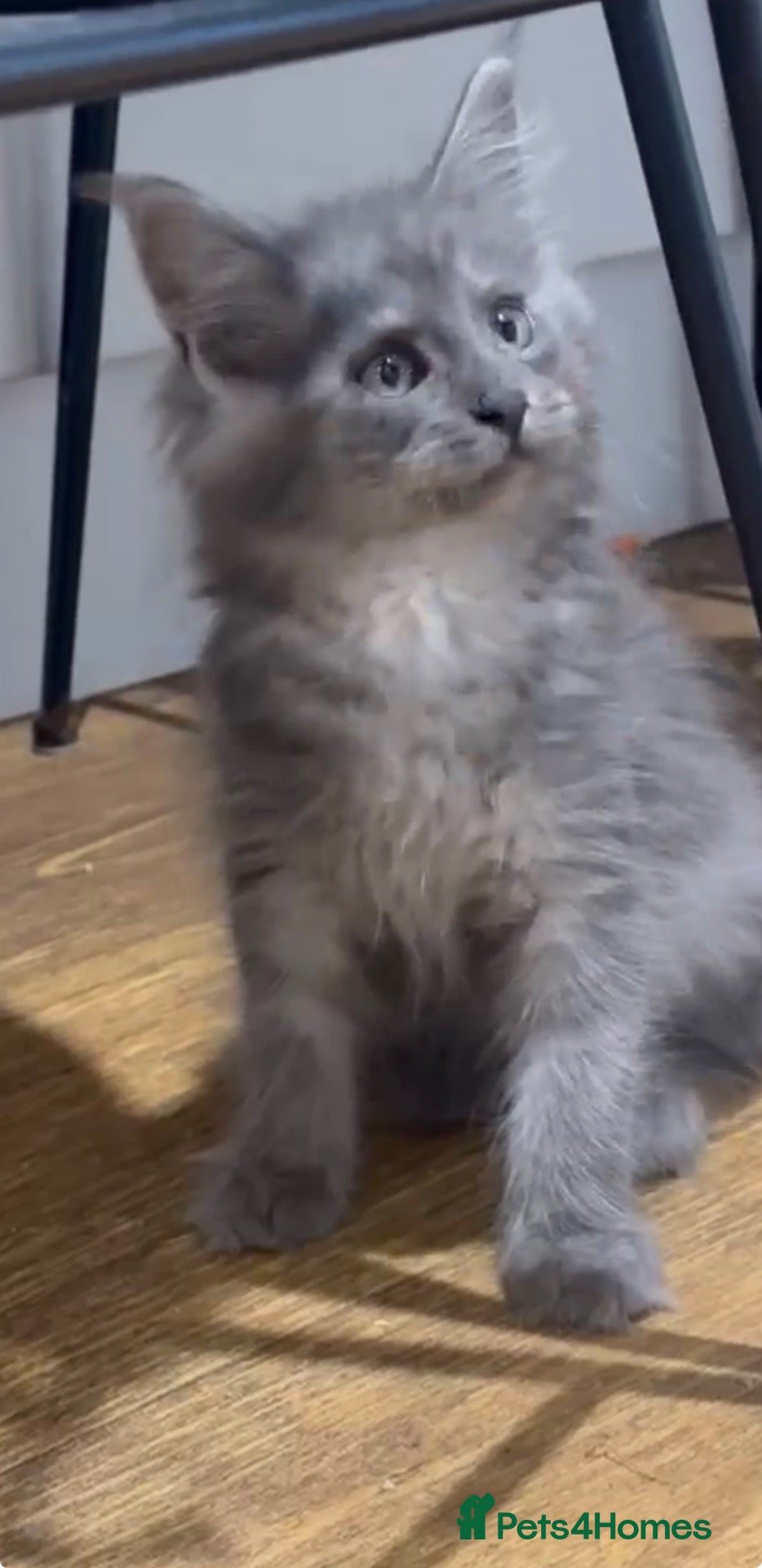 Maine Coon cats TICA Health Tested Maine Coon🐱 ready to leave   - Advert 4