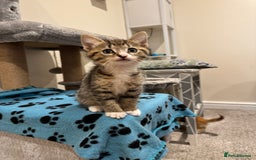 Mixed Breed cats for sale: 🌟 Beautiful Kittens 🌟 - Image 6