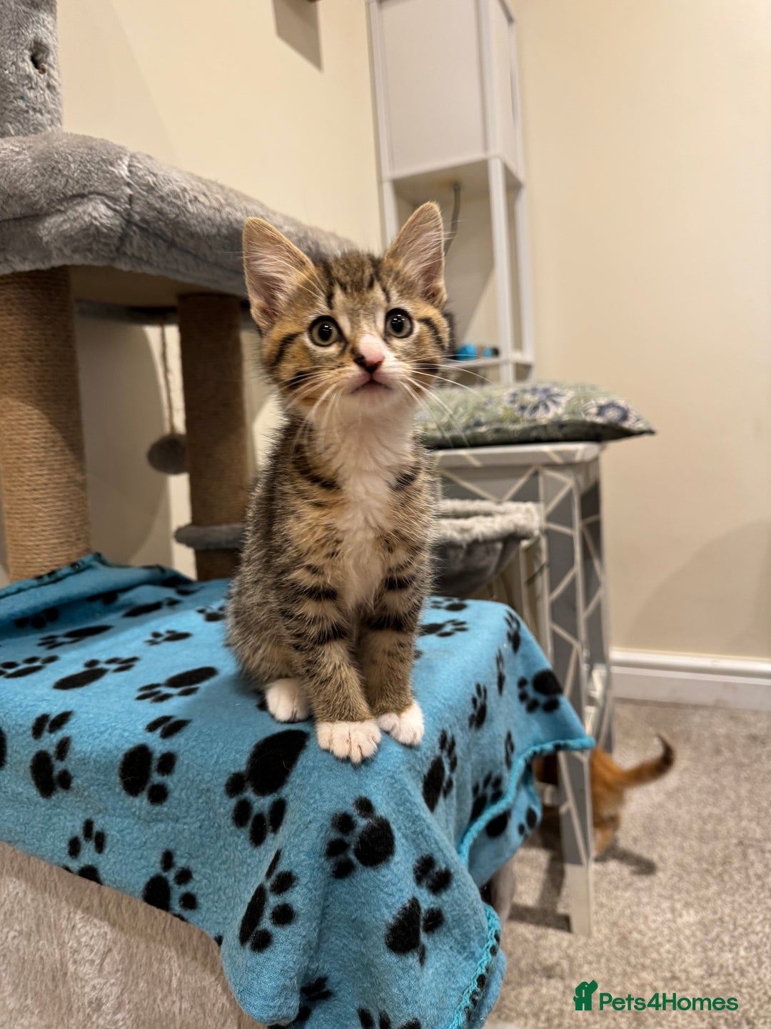 Mixed Breed cats for sale: 🌟 Beautiful Kittens 🌟 - Image 6