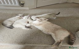 British Shorthair cats for sale: BSH female,GCCF registered - Image 7