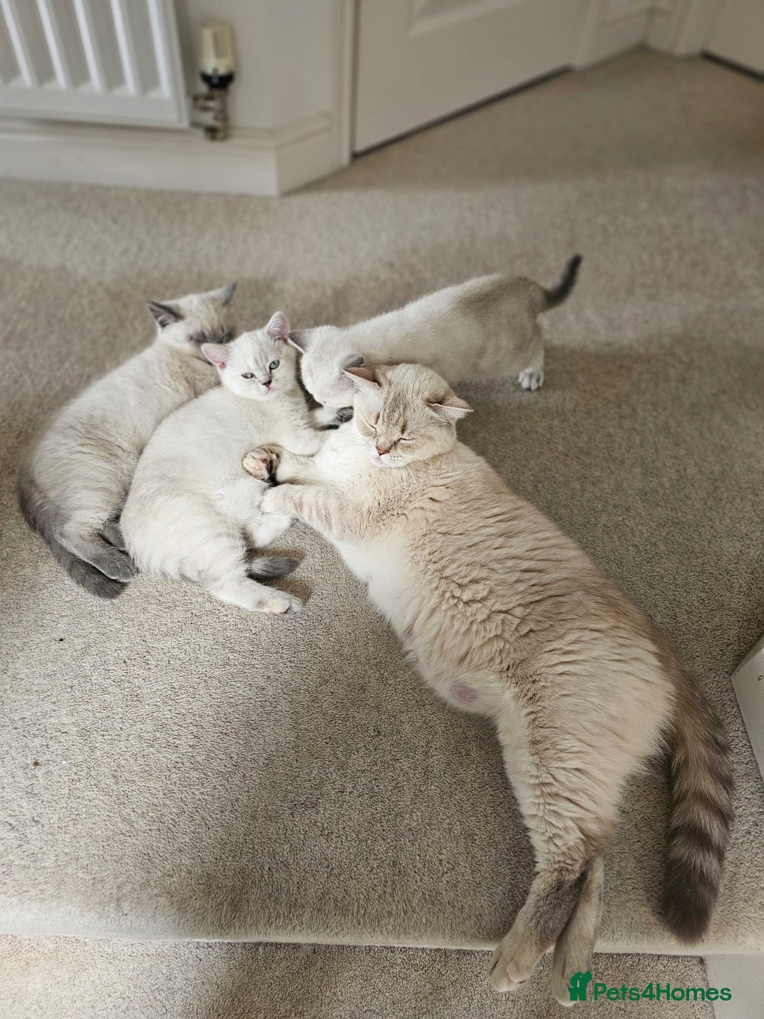 British Shorthair cats for sale: BSH female,GCCF registered - Image 7
