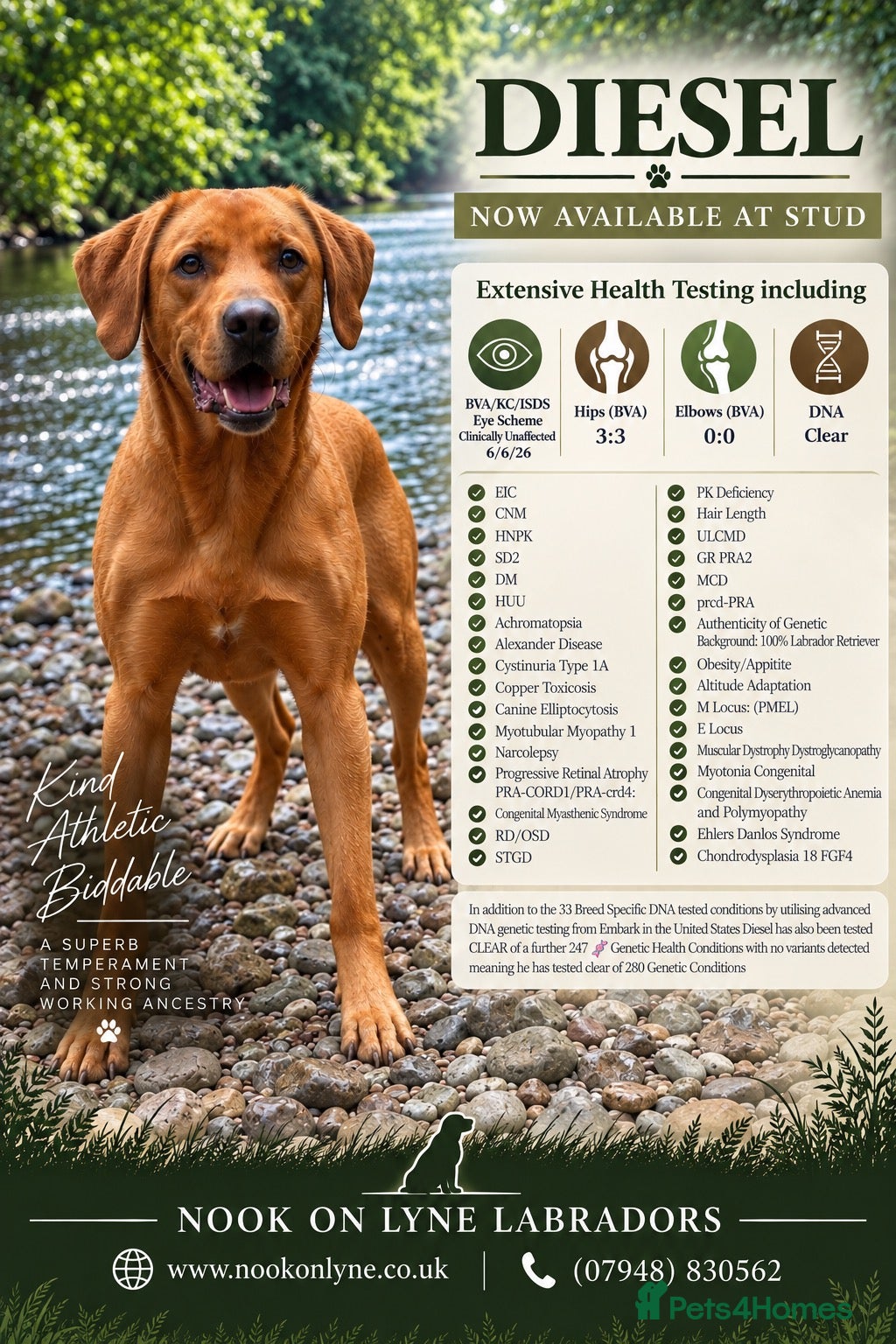 Labrador Retriever dogs Proven KC Fully Health Tested Fox Red Labrador - Advert 1