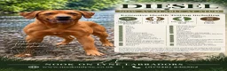 Labrador Retriever dogs for stud: Proven KC Fully Health Tested Fox Red Labrador in Carlisle - Advert 1