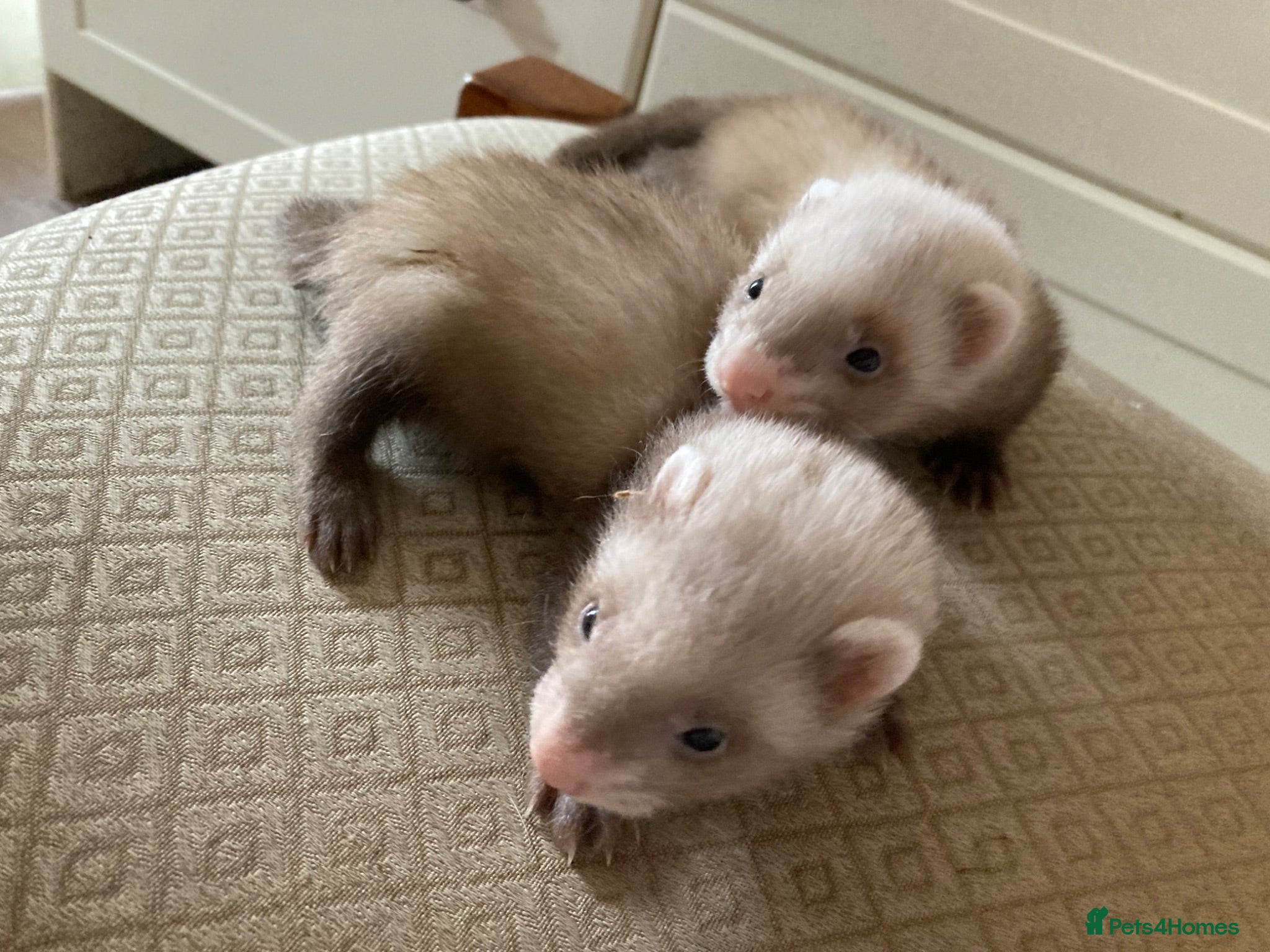 Ferret rodents 9 ferret kits - Advert 17