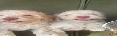Cockapoo 1