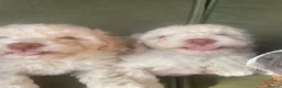 Cockapoo dogs for sale: F1b. Miniature Cockapoo’s  - Advert 4