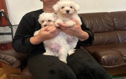 Mixed Breed dogs for sale: Stunning golden and white bichon puppies  - Image 7