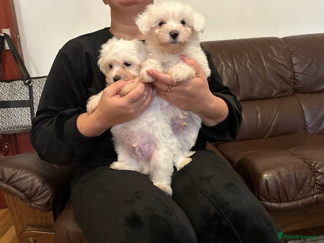 Mixed Breed dogs for sale: Stunning golden and white bichon puppies  - Image 7