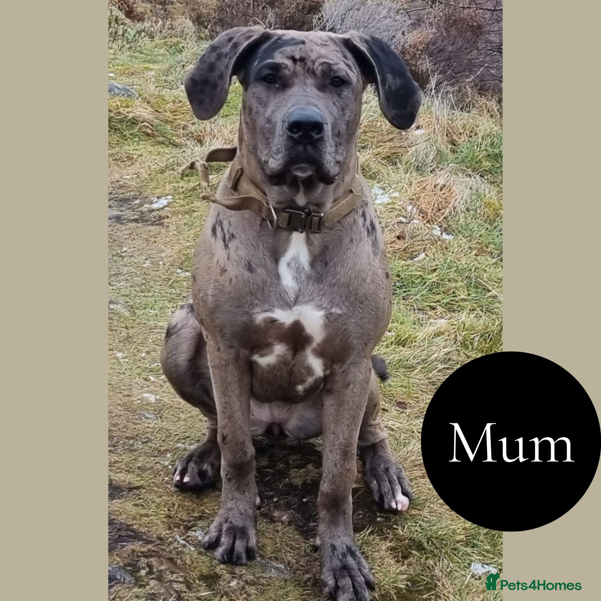 Mixed Breed dogs Chunky Silver Daniff Pups-Exceptional Temperament - Advert 1