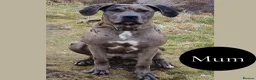 Mixed Breed dogs for sale: Chunky Silver Daniff Pups-Exceptional Temperament in Insch - Advert 1