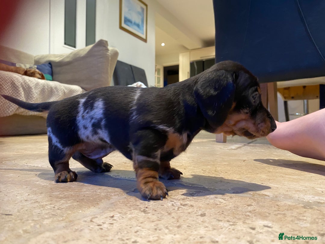 Miniature Dachshund dogs for sale: Smooth Mini Dachshund Pups ready for loving homes - Advert 12