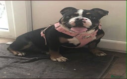 Olde English Bulldogge dogs for sale: Olde english bulldogge puppies  - Advert 4