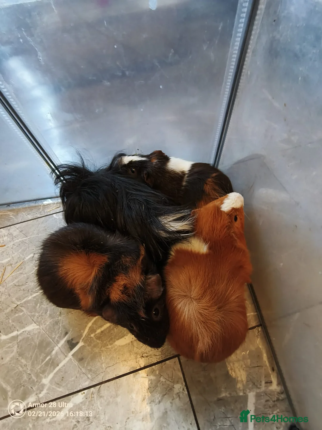 Guinea Pig rodents for sale: A very sad rehoming due to relocation no pets - Advert 2