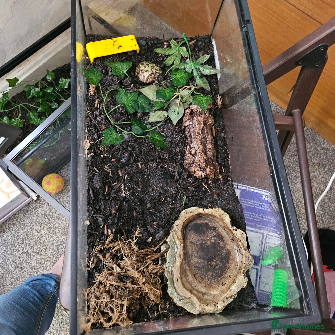 Frog reptiles for sale: Pac man frogs with enclosure  - Image 1