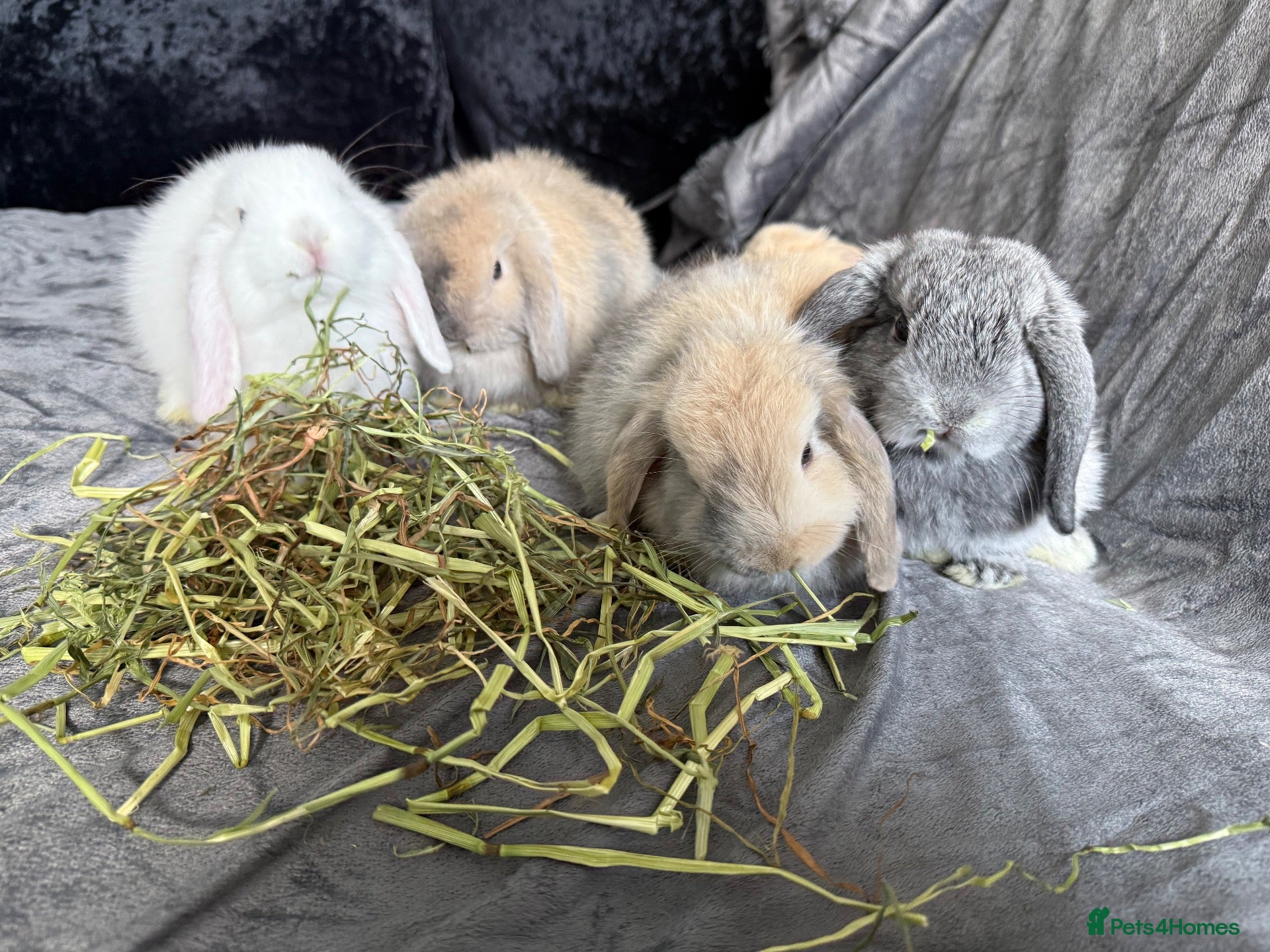 Mini Lop rabbits gorgeous babies   Three girls one boy💙🐰 - Advert 2