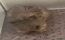 Lionhead rabbits for sale: Double mained lionhead black and white boy  - Image 5