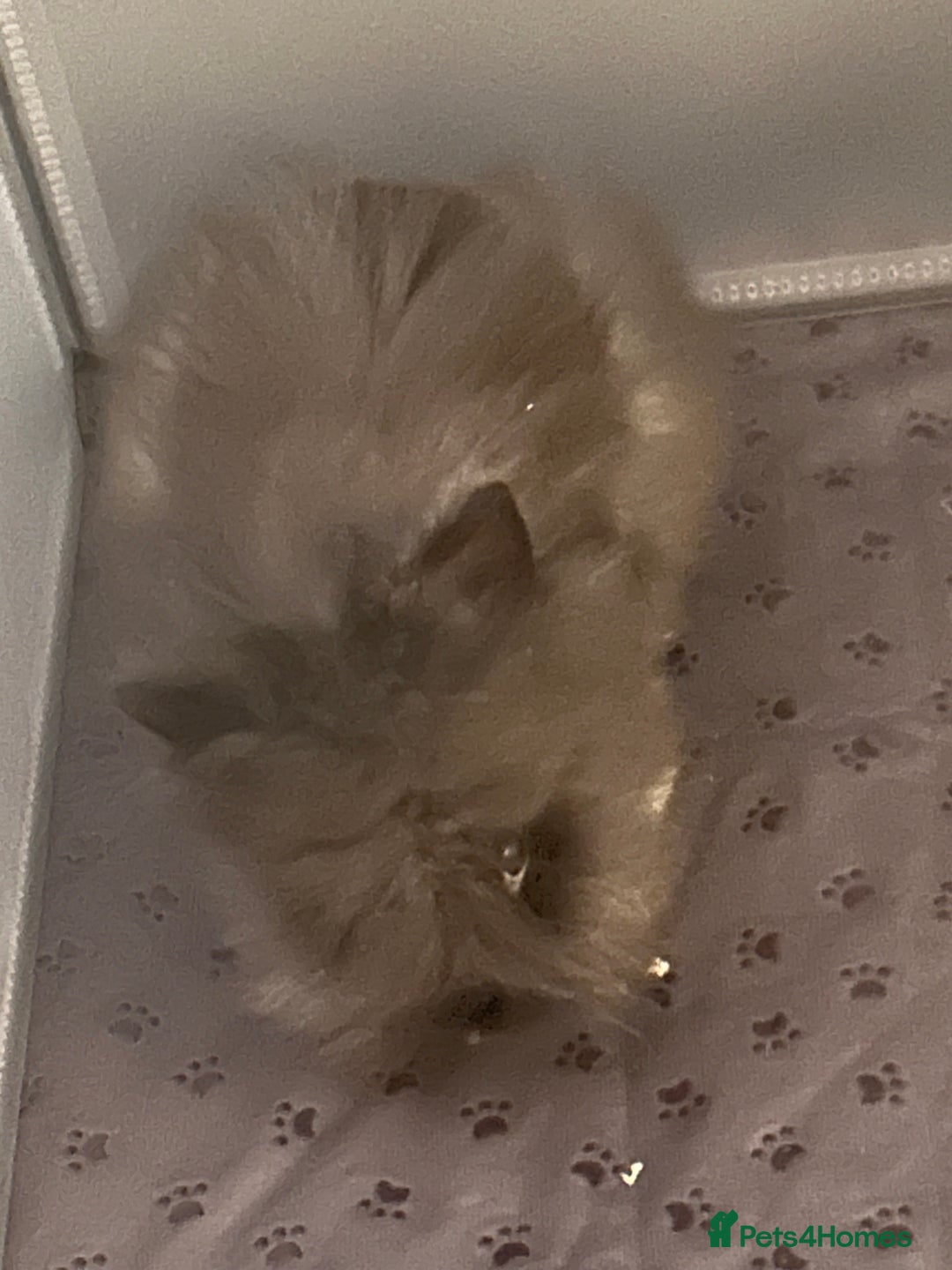 Lionhead rabbits for sale: Double mained lionhead black and white boy  - Image 5