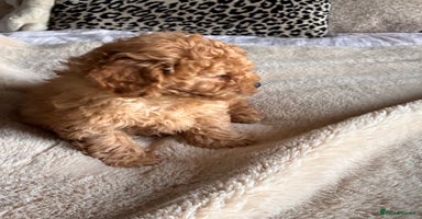 Poochon dogs - Advert 3
