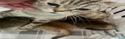 British Shorthair cats for sale: 🏆😍 Irresistible Golden Chinchilla’s Mini BSH🏆😍 - Advert 23