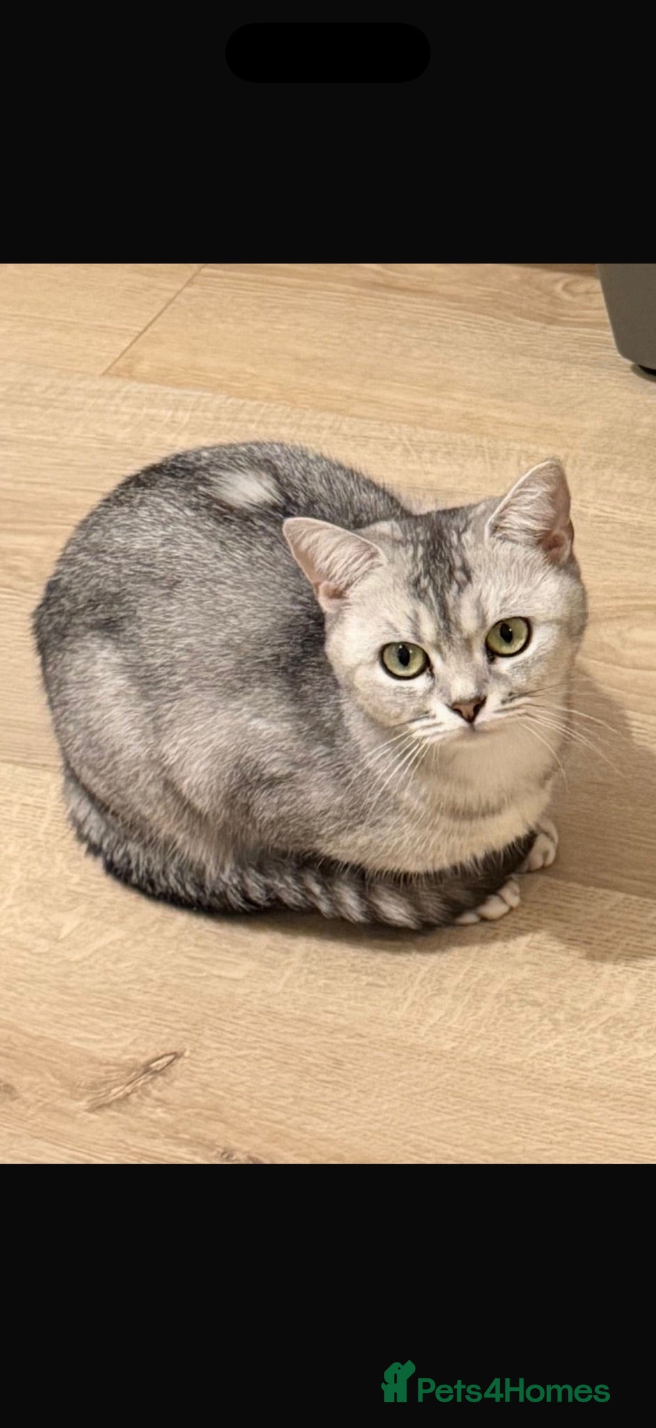 British Shorthair cats GCCF cat looking for forever home  - Advert 4