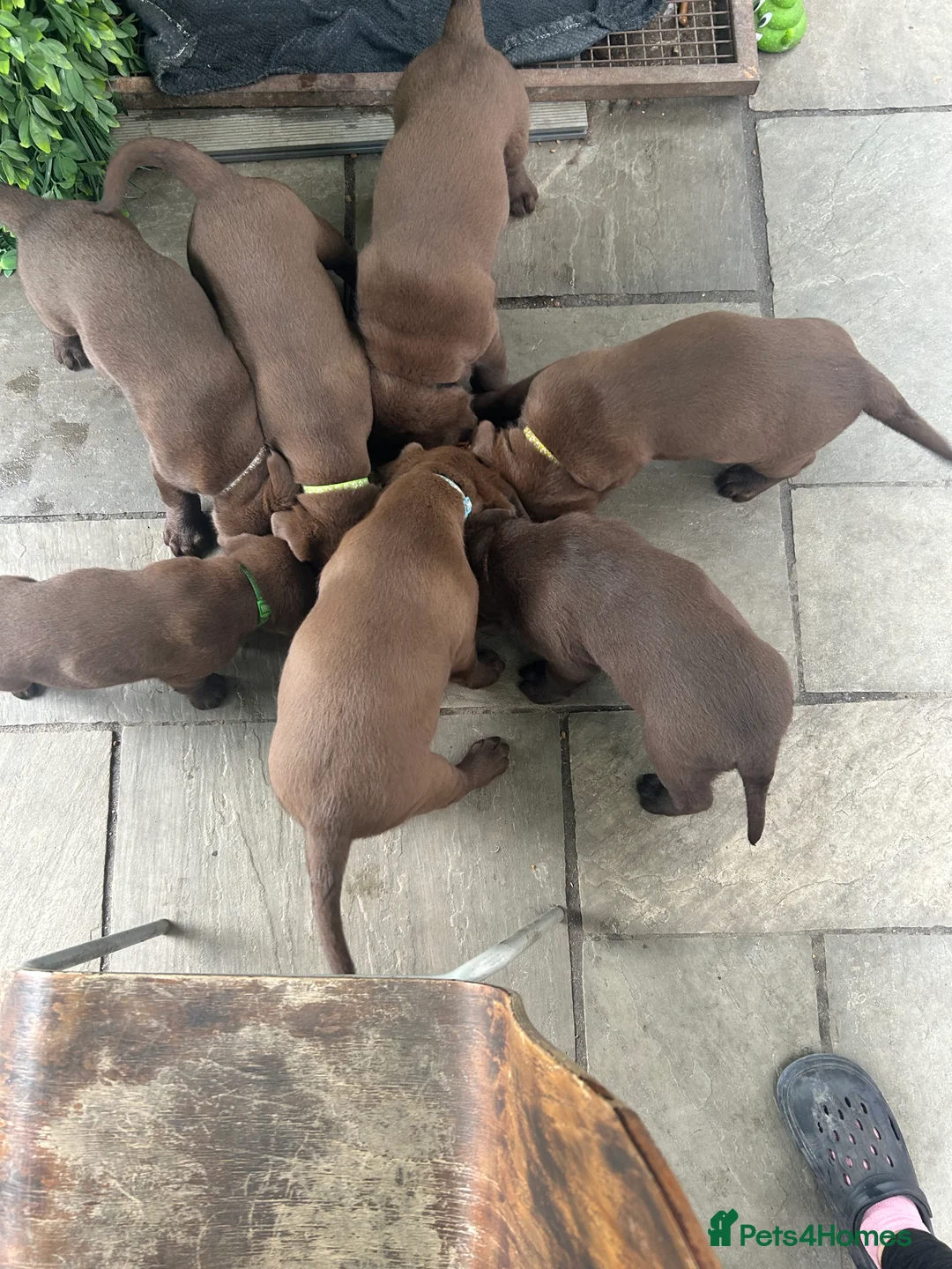 Labrador Retriever dogs for sale: Beautiful Labrador Retriever Puppies for Sale - Advert 2