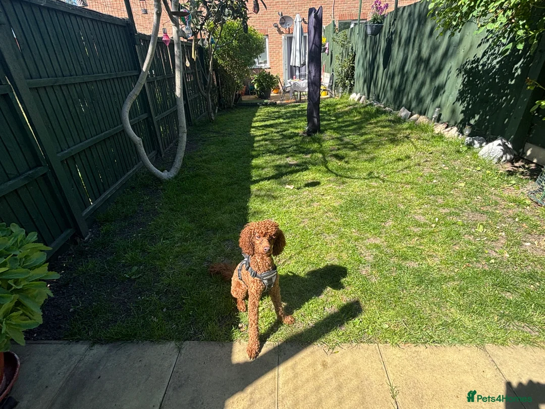 Miniature Poodle dogs for stud: Teddy  in London - Advert 6