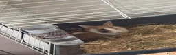 Mixed Breed rabbits for sale: Toffee and Butter  - Advert 1