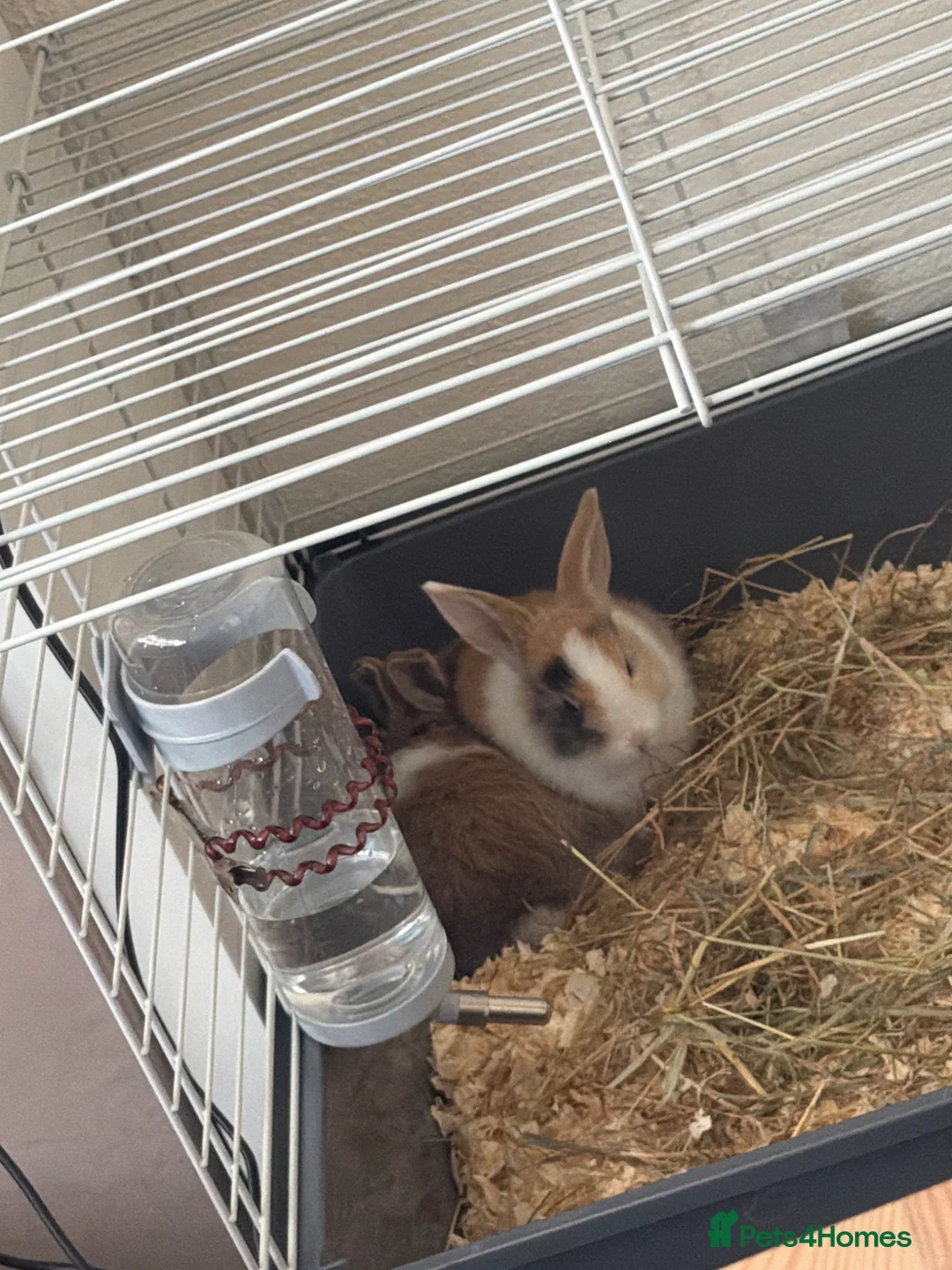 Mixed Breed rabbits for sale: Toffee and Butter  - Advert 1