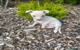 Italian Greyhound dogs for sale: Italian greyhound puppies - Image 10