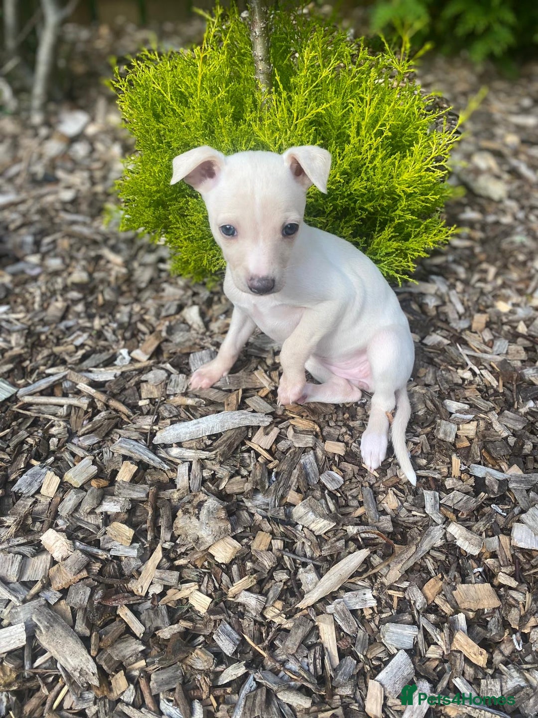 Italian Greyhound dogs for sale: Italian greyhound puppies - Image 10