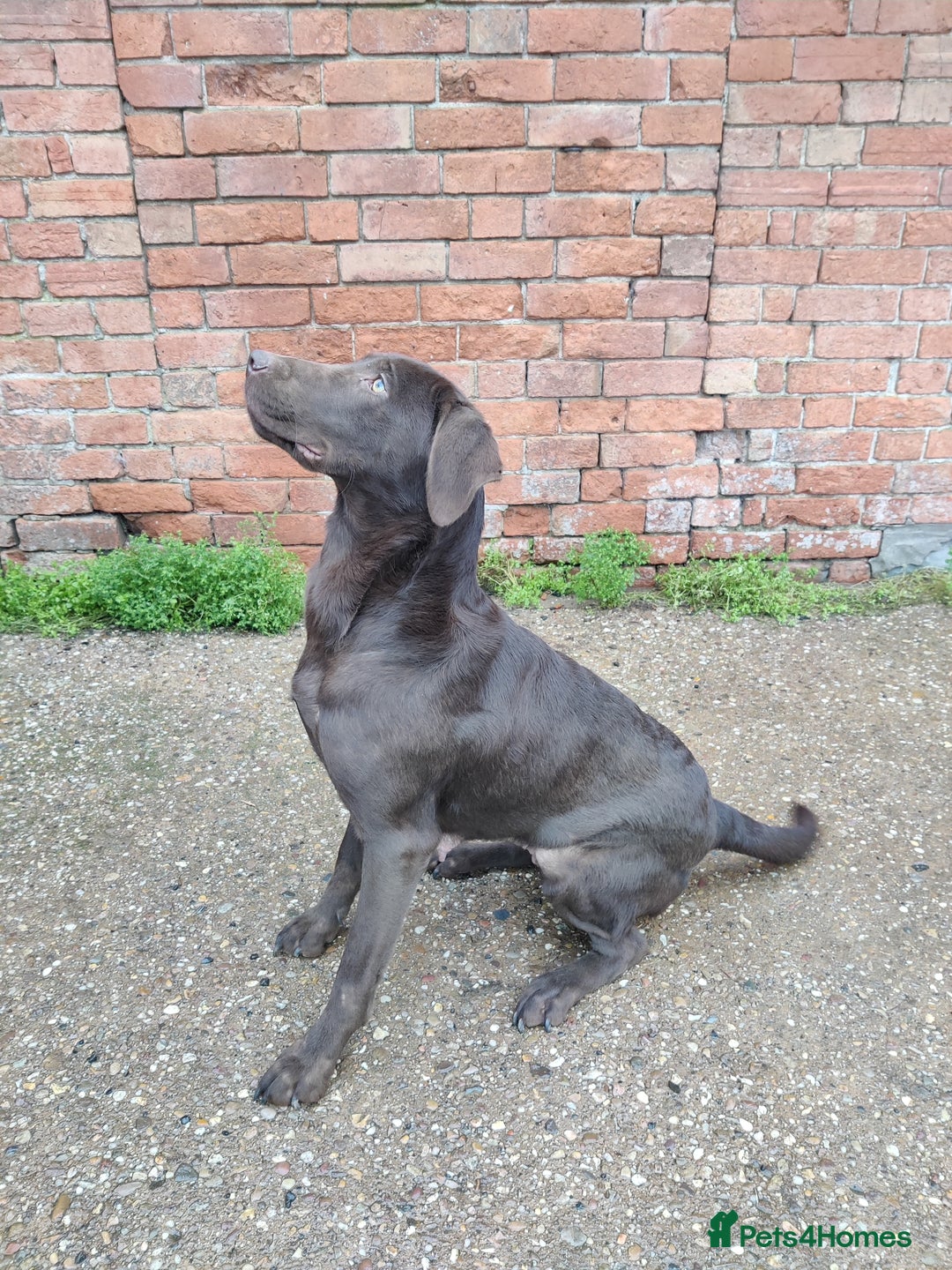 Labrador Retriever dogs for sale: Beautiful Loving Chocolate Labrador  - Advert 2