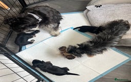 Mixed Breed dogs for sale: Miniature Schnauzer X Yorkshire Terrier - Image 12