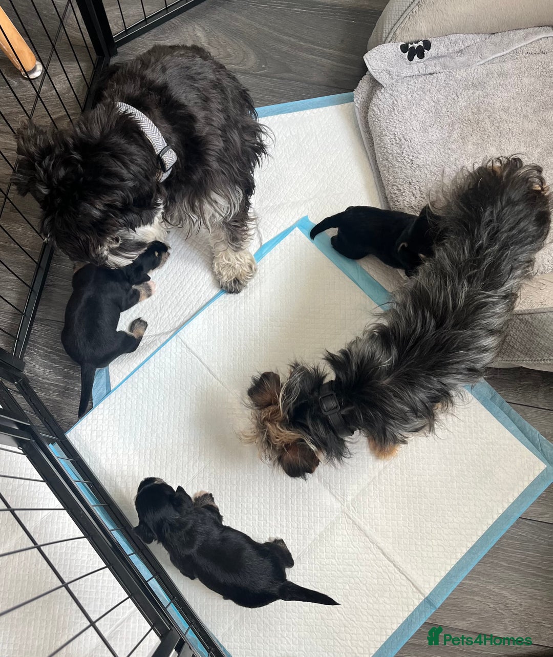 Mixed Breed dogs for sale: Miniature Schnauzer X Yorkshire Terrier - Image 12