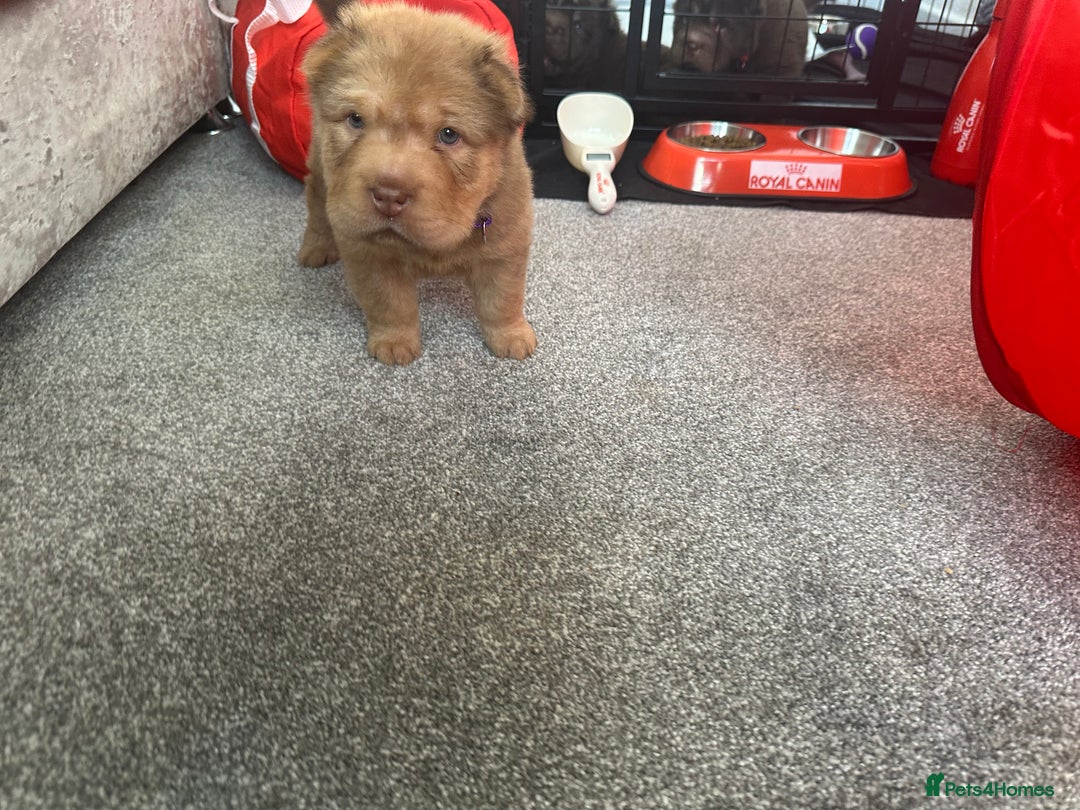 Shar Pei dogs for sale: Top quality bear coat sharpei  - Image 34