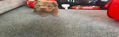 Shar Pei Puppy 7
