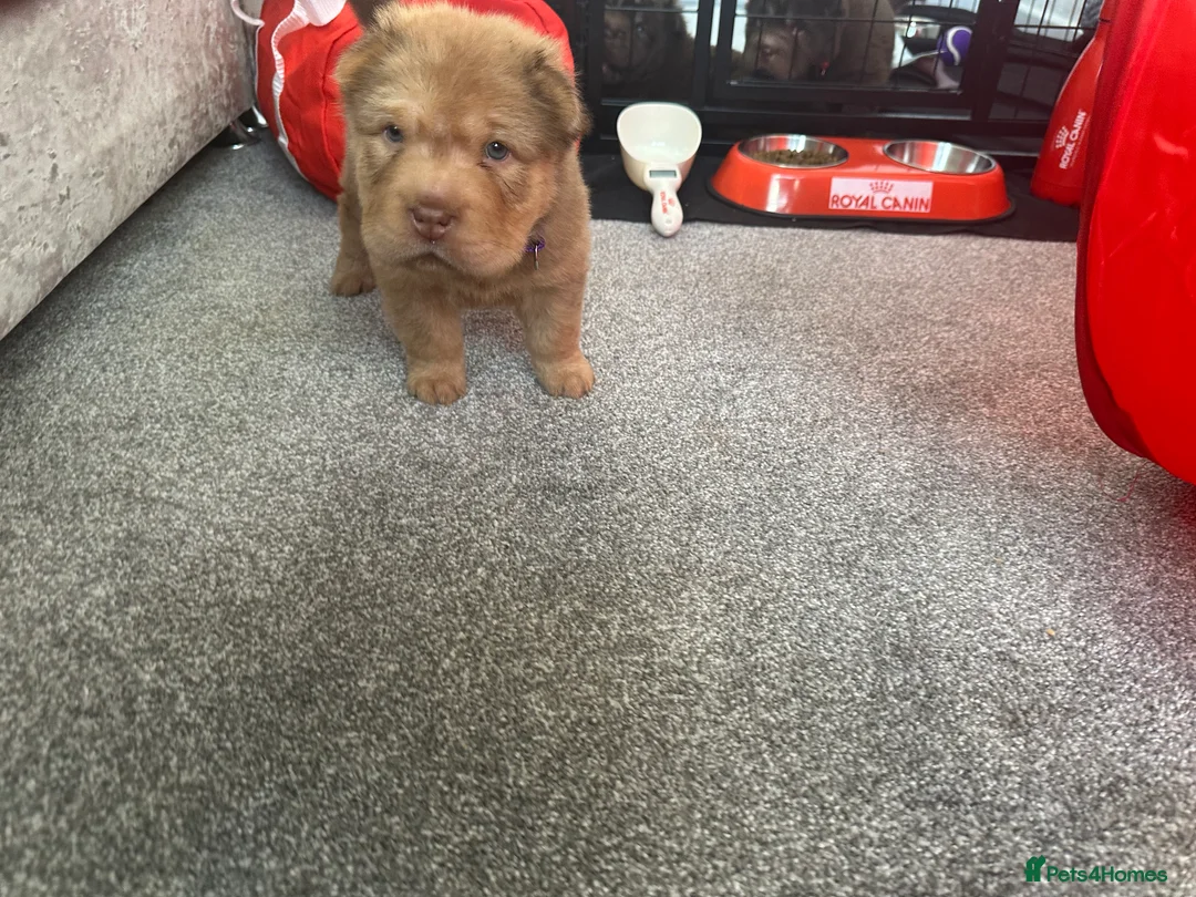 Shar Pei dogs for sale: Top quality bear coat sharpei  - Advert 28