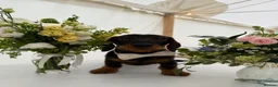 Miniature Dachshund dogs for stud: Stud: KCReg Miniature Wirehaired Dachshund/Teckel in Ryton - Advert 7
