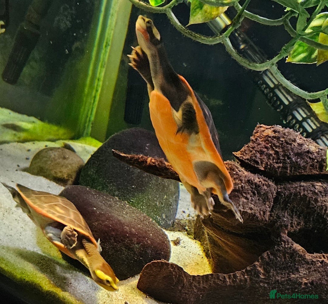 Turtle reptiles for sale: Pink bellied sideneck Turtles x2 - Image 1