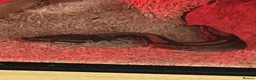 Python Snake reptiles for sale: Female Royal Ball Python + Full Enclosure Setup - Advert 4
