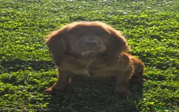 Cocker Spaniel dogs for sale: 🤎 beautiful KC working cocker spaniels🤎 - Advert 3