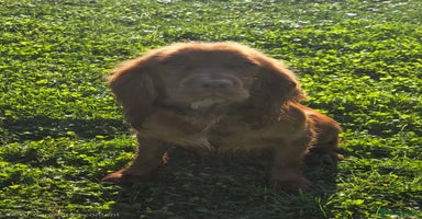 Cocker Spaniel dogs 🤎 beautiful KC working cocker spaniels🤎 - Advert 5